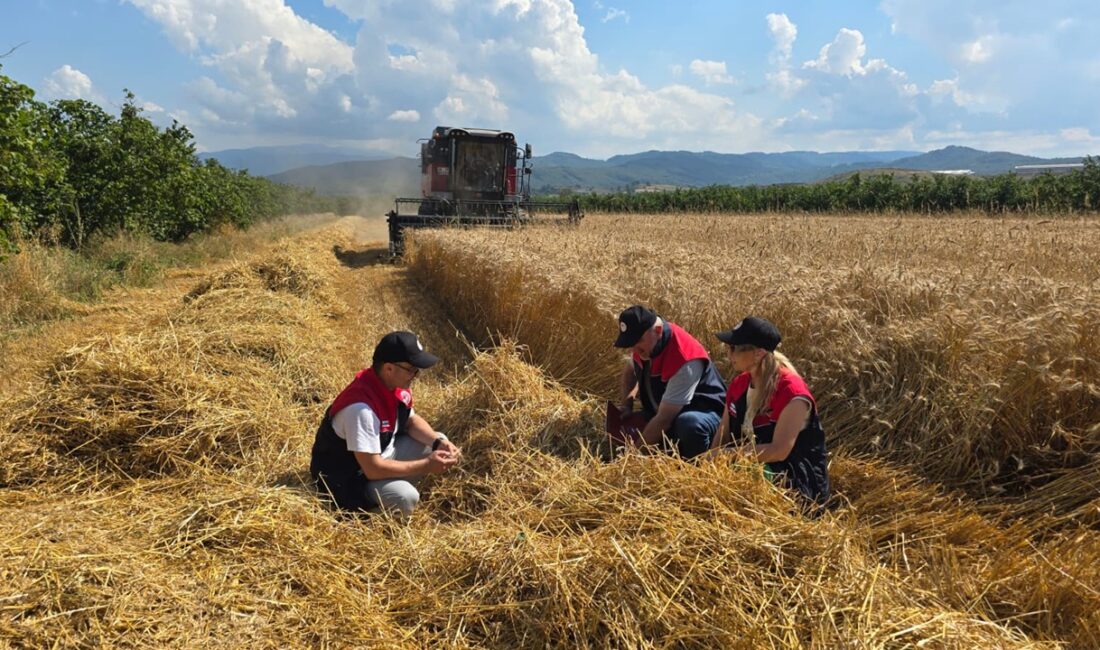 Düzce İl Tarım ve Orman Müdürlüğü, hasat sezonunda üretim sürecini